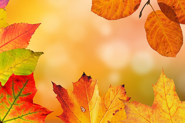 otoño y frutos secos