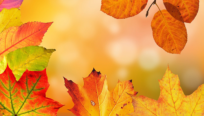 el otoño y ffss otoño y frutos secos