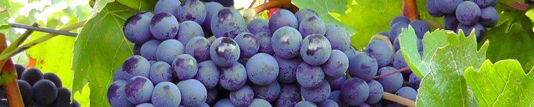 Banner-Vino-768x155
